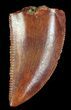 Serrated, Raptor Tooth - Morocco #72608-1